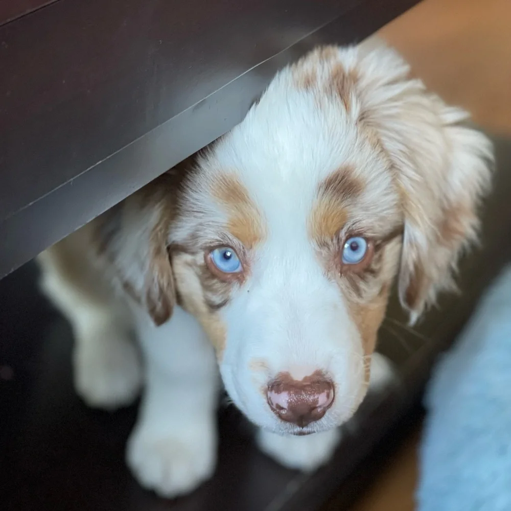 Meet your Posher, Brodie Sky🐾 - Picture 4 of 13